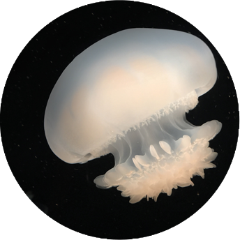 jelly-fish